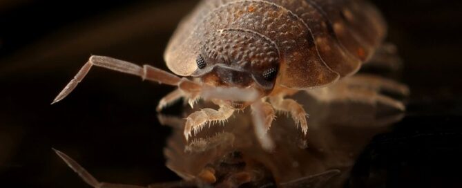 Bedbug Treatment: What Actually Works
