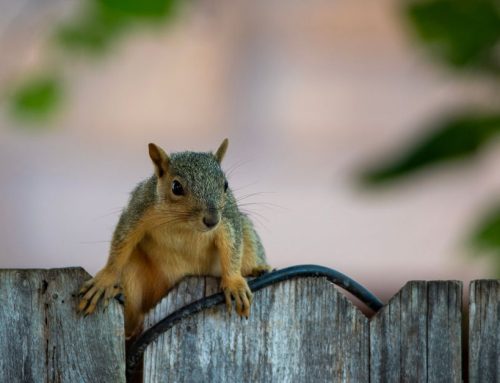Rodent Entry Point Sealing: Complete Guide to Seal Gaps