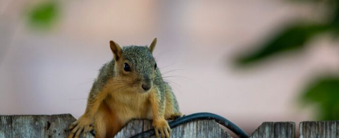 Rodent Entry Point Sealing: Complete Guide to Seal Gaps