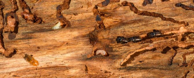 Best Termite Damage Inspection Virginia Beach 2026: Top 5 Ranked