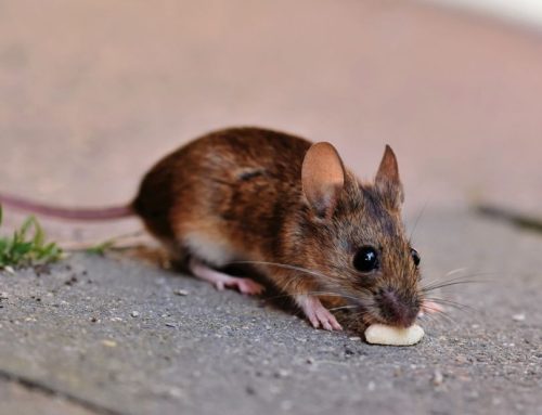 Best House Mouse Extermination Services in Virginia