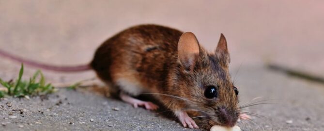 Best House Mouse Extermination Services in Virginia