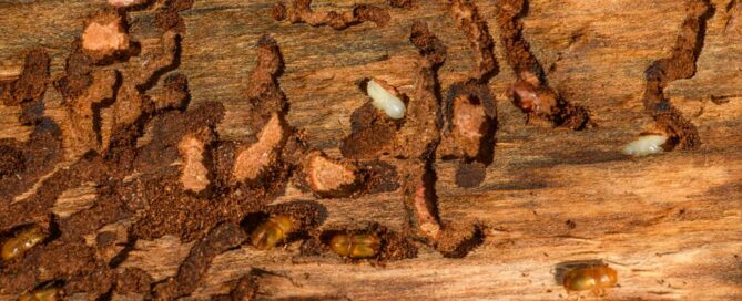 Best Pest Control in Virginia | Hampton Area Expert