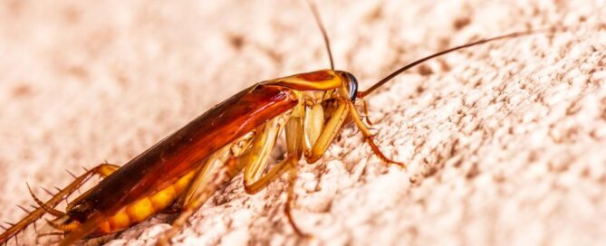 American Roach Elimination Methods: Complete Guide