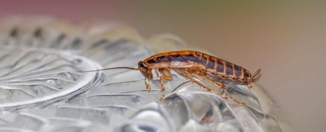German Roach Infestation Treatment: Complete Guide