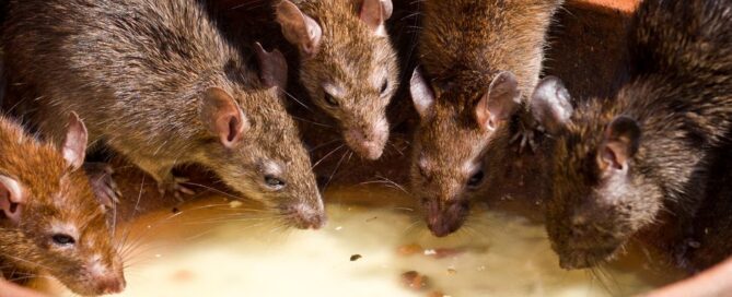 Roof Rat Infestation Signs: What to Look For