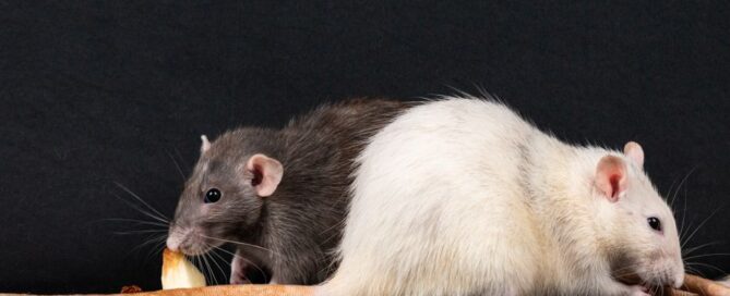 Best Norway Rat Removal in Virginia Beach