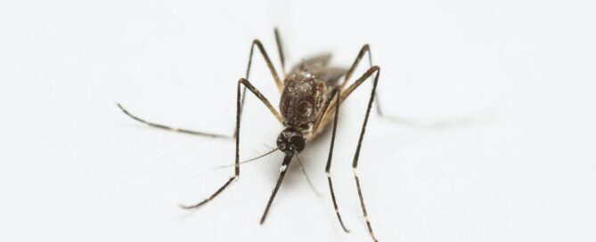 Best Mosquito Control for Residential Yards 2026: Top 5 Ranked