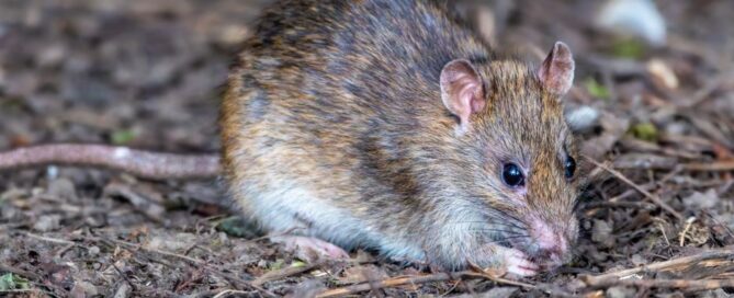 Best Rodent Exclusion Services in Chesapeake 2026: Top 6 Ranked