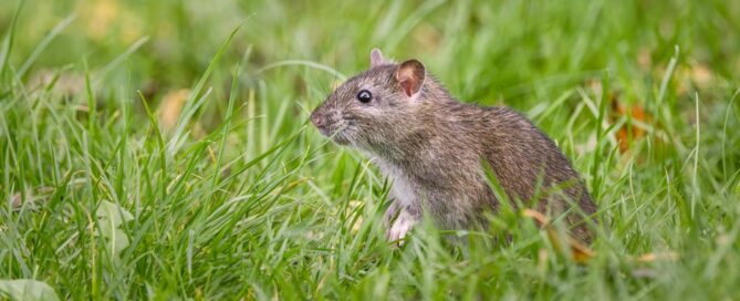 Best Rodent Repellent Treatment in Virginia