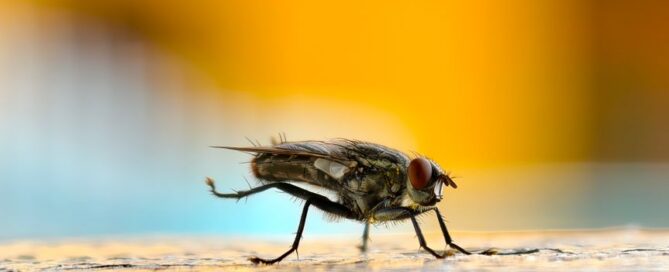 Best Commercial Pest Control for Restaurants in Virginia