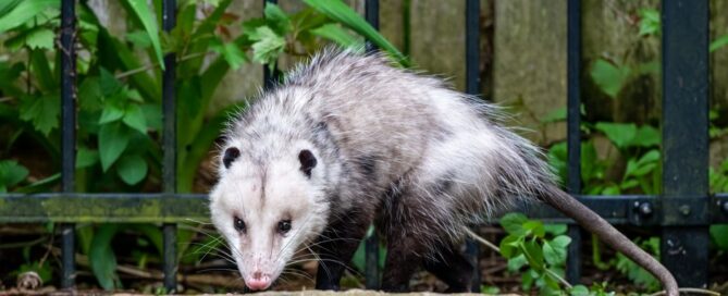 Rodent Removal and Exclusion Virginia Beach: A Real Guide